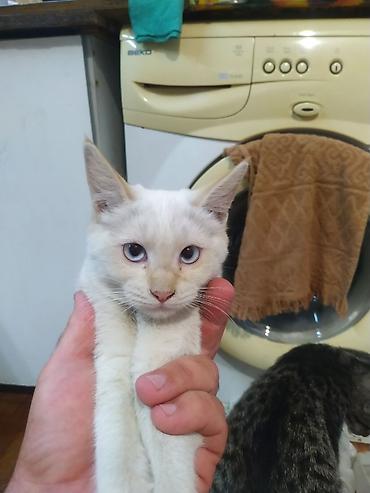 метис сибирской кошки: Отдаю котят!!! белая - кошечка! серый - котик! — 1