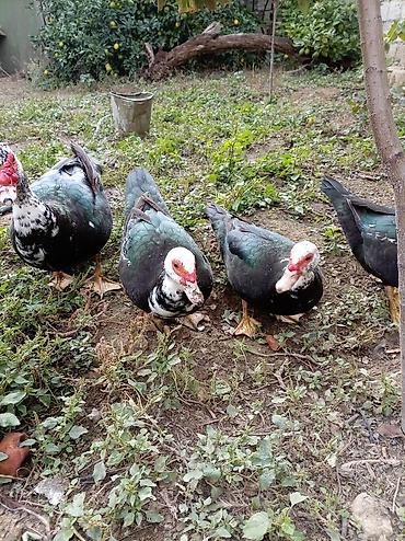 pekin ördək: 3 disi 1 erkek lal ordekler noyabrn 16 si 8 aylari tamam olur qiymet — 1