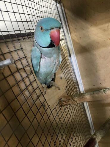 Digər quşlar: Məhsul: Halqa boyunlu parakitlər (Alexandrine/Indian Ringneck növü) — 9