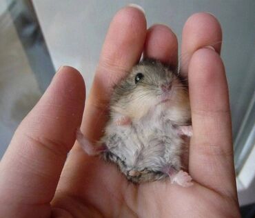 hamster satisi: Hamster