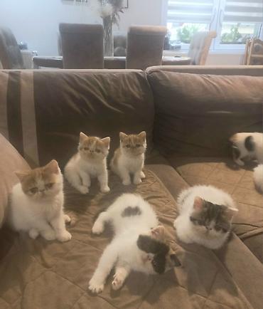 Mačke: Na prodaju mačići persijske egzotične (Exotic Shorthair) rase. Vrlo na lalafo.rs — 13 Mačke: Na prodaju mačići persijske egzotične (Exotic Shorthair) rase. Vrlo — 13