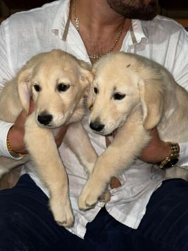 İtlər: Labrador-retriver, 1 ay, Erkek, Sənədli