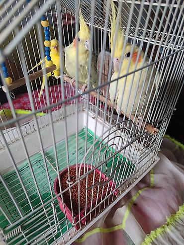 bulbul quşu satışı: 3quş hansı birlkd kefesl birlikdə satlir iki cütdr bir tekir — 4