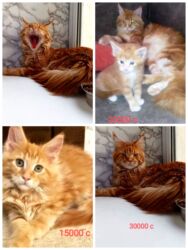 купить кошку бишкек: Мейн-кун, 2 айлык, Эркек, Кызыл