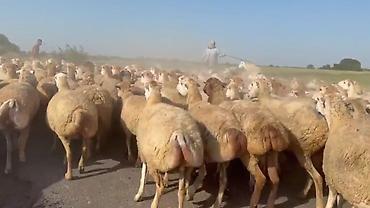 toyuq ucuz qiymete: Dişi, il: 1, Damazlıq, Pulsuz çatdırılma — 2