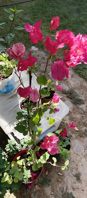 Другие садовые цветы и кустарники: САЖЕНЦЫ многолетников самшита (разные сорта) кустарников магнолии at lalafo.kg — 20 Другие садовые цветы и кустарники: САЖЕНЦЫ многолетников самшита (разные сорта) кустарников магнолии — 20