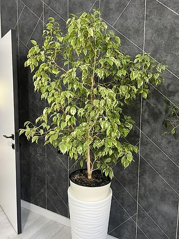 цветы фикусы: Распродажа цветов связи с переездом. Фикусы Бенджамина в горшках - — 8