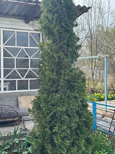 купить саженцы тополя: Продается саженцы туи, высота 2 метра, с самовывозом, село Воронцовка — 4
