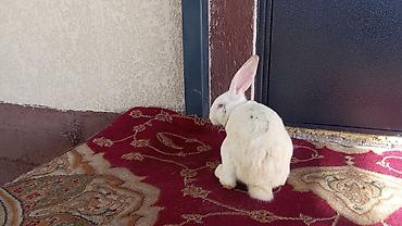 Кролики: Продаю | Кролик самец — 10