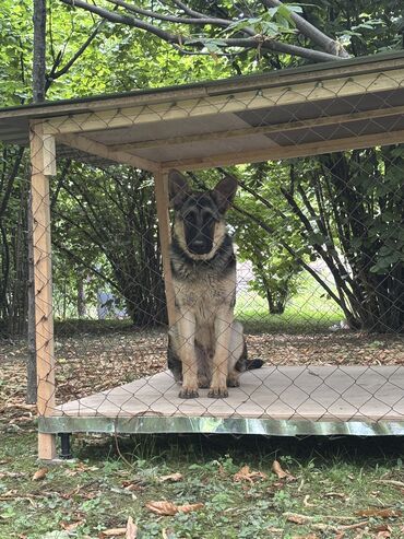 itlər pitbul: Alman çoban iti, 10 ay, Erkek, Peyvəndli, Pulsuz çatdırılma