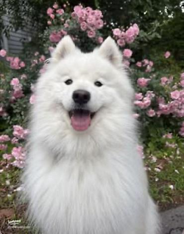 samoyed satılır: Samoyed, Erkək — 4