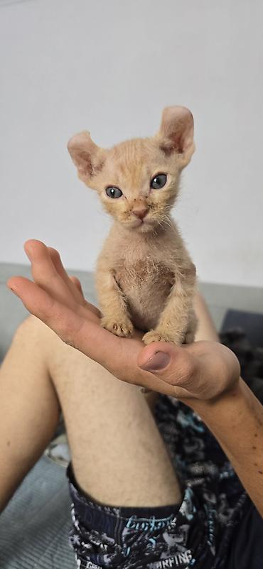 британские кошки: Котёнок породы девон-рекс. Очень компактный малыш светло-кремового — 2