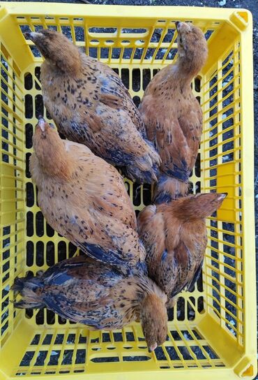 продам домик для кошки: Продаю | Цыплята | Кучинская | Для разведения, Несушки