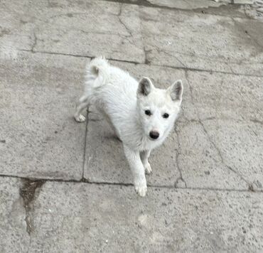 Продажа собак: Лайка, 3 месяца, Самец — 8