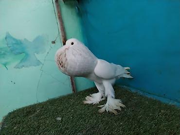 Göyərçinlər: Satilir pomeran Dutular 2 Cut Var cutu 120 Manatdi Bir cut Ag Qara Var — 24