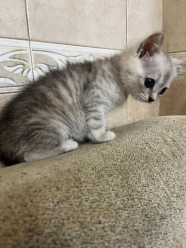 Heyvanlar: Gümüşü rəng çalarlarında, qısa tüklü balaca pişik balası. - Gözləri — 3