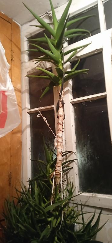 hokməli cicek: ALOE VERA (Aloe barbadensis miller) – saksı bitkisi -BİTKİNİN ÖZÜ 15 — 1