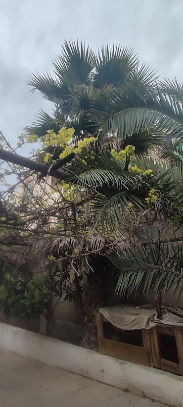 şaxta gülü bitkisi: Dekorativ palma ağacı – böyük ölçülü - Növ: dekorativ fan‑yarpaqlı — 3