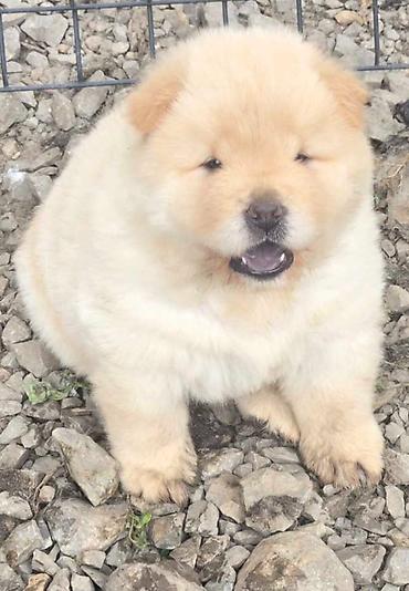 zuti psi: Chow chow prelepi krem stenci, ostenjeni 31.05.2026 .god. odlicne — 6