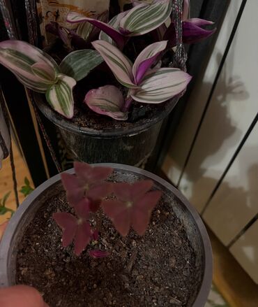 Otaq bitkiləri: Her nov guler var endirimnen verecem Gencedi istiyen yazsin satiş — 93