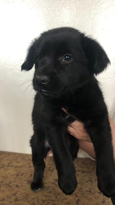 Продажа собак: 2 месяца, Самка — 6