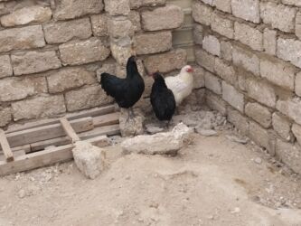 İtlər: Salam.temiz sort Avstralop toyuqlari satilir.tam saglam.iyneleri