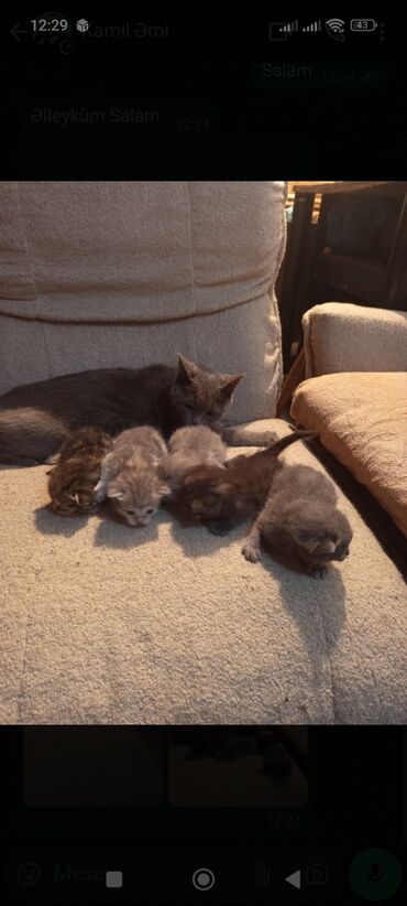 шотландские котята в добрые руки: Шотландская, Самец, Самка, В добрые руки, Самовывоз
