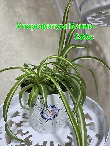 кактусы купить: Комнатные растения в горшках: - Декабрист (шлюмбергера) — — 5