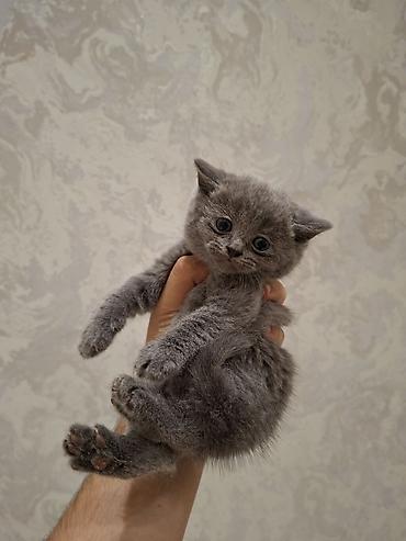 Pişiklər: Britan — 10