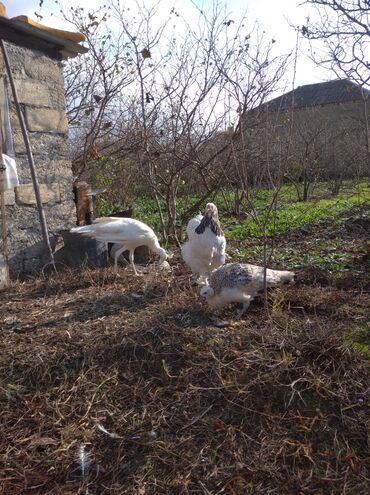 Tovuz quşları: Salam aleykum. Satışda bir cüt ağ tovuzquşu var. 6 ayliqdirlar. cütü — 9