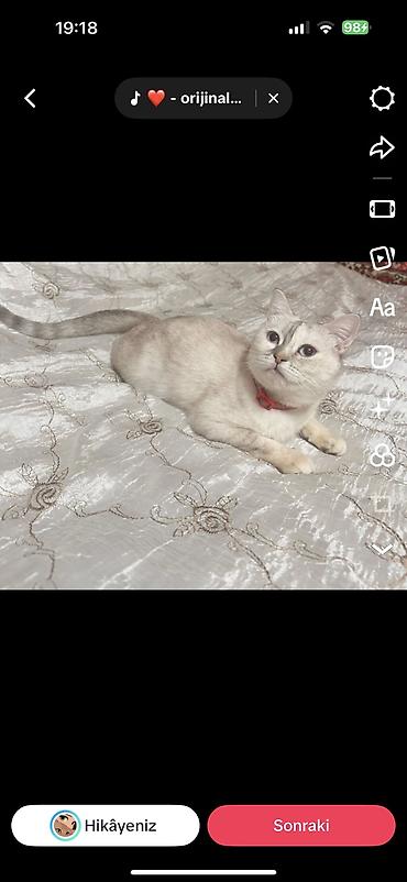 cat ruletka: Şinşilla, Dişi, Yaxşı əllərə, Ödənişli çatdırılma — 1