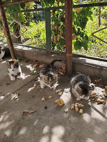 Животные: Отдам котят даром г.Балыкчы — 3