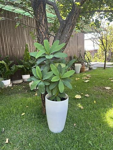 Продаю 2 растения Эуфорбия Миля (Euphorbia milii) в горшках at lalafo.kg Продаю 2 растения Эуфорбия Миля (Euphorbia milii) в горшках