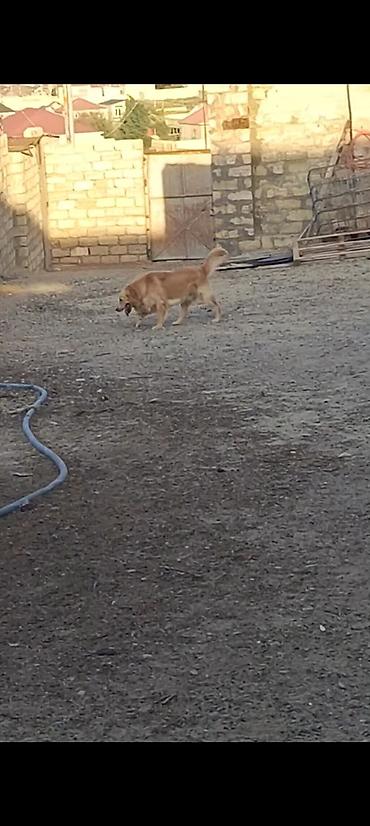 heyvan dermanlari: Retriever — 6