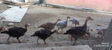 İtlər: Məhsul: Cavan hind toyuqları (pava/pavlin quşları) Təsvir: -