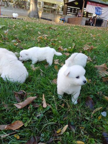 Psi: Nemački špic štenci - majka je naš kućni pas (ima je na slici gde na lalafo.rs — 11 Psi: Nemački špic štenci - majka je naš kućni pas (ima je na slici gde — 11