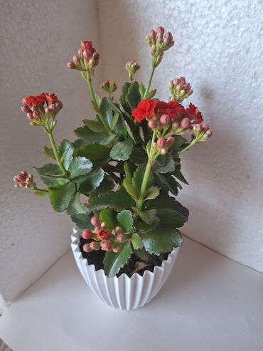 Otaq bitkiləri: Kalanxoe gülü. Satış — 13