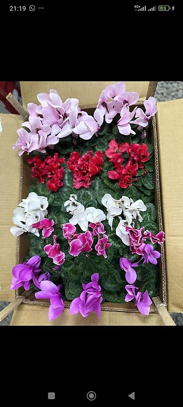 Другие комнатные растения: ОПТОМ Цикламен в горшке — комнатное цветущее растение. Описание: - — 6