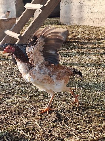 Другие животные: Другие животные — 10