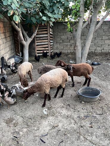 şahmerdan epimedyumlu macun kullanan erkekler: Erkək, Qala, il: 1, Ətlik, Ünvandan götürmə