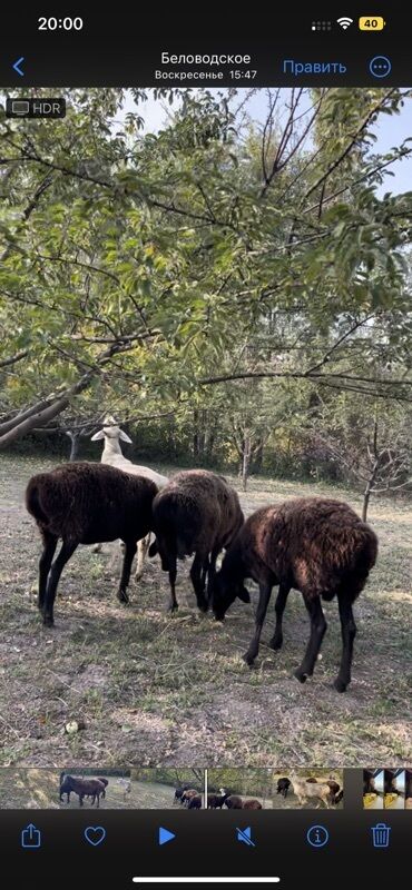 объявления о найденных животных: Продаю | Овца (самка) | Для разведения | Матка