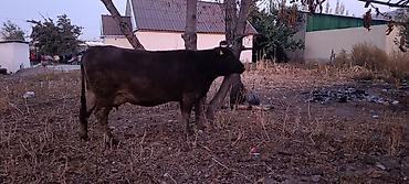 кошка породистые: Продаю | Корова (самка) | Для разведения | Привязанные — 3