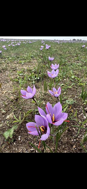 Qida məhsulları: Safran – bütöv tellər, şüşə qabda - Məhsul: Safran (Crocus sativus) – — 6