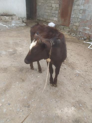 Dana, buzov: Dana, buzov — 8