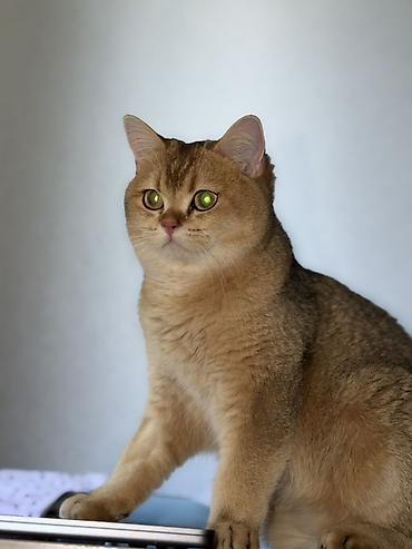 Мышыктар сатылат: 🐱 Продаются две шотландские кошки — Бишкек Ищем любящих и — 4