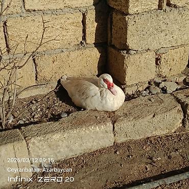 Ördəklər: Satılır hamsı bir yerdə — 3