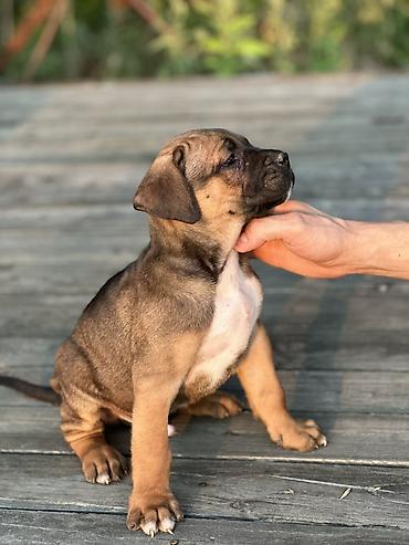 Psi: Rasa Cane Corso snažne građe) Starost: 45dana Boja dlake: nijanse — 10