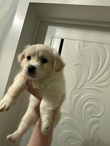 İtlər: Retriever, 2 ay — 18