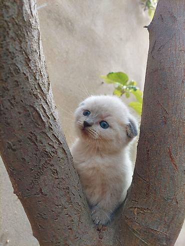 Pişiklər: Britan — 14