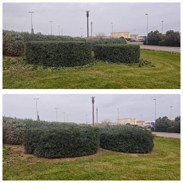 Ağaclar: Dejarativ 🌲 larin budanmasi həmsə yasil vitkilərin budanmasi kim — 10